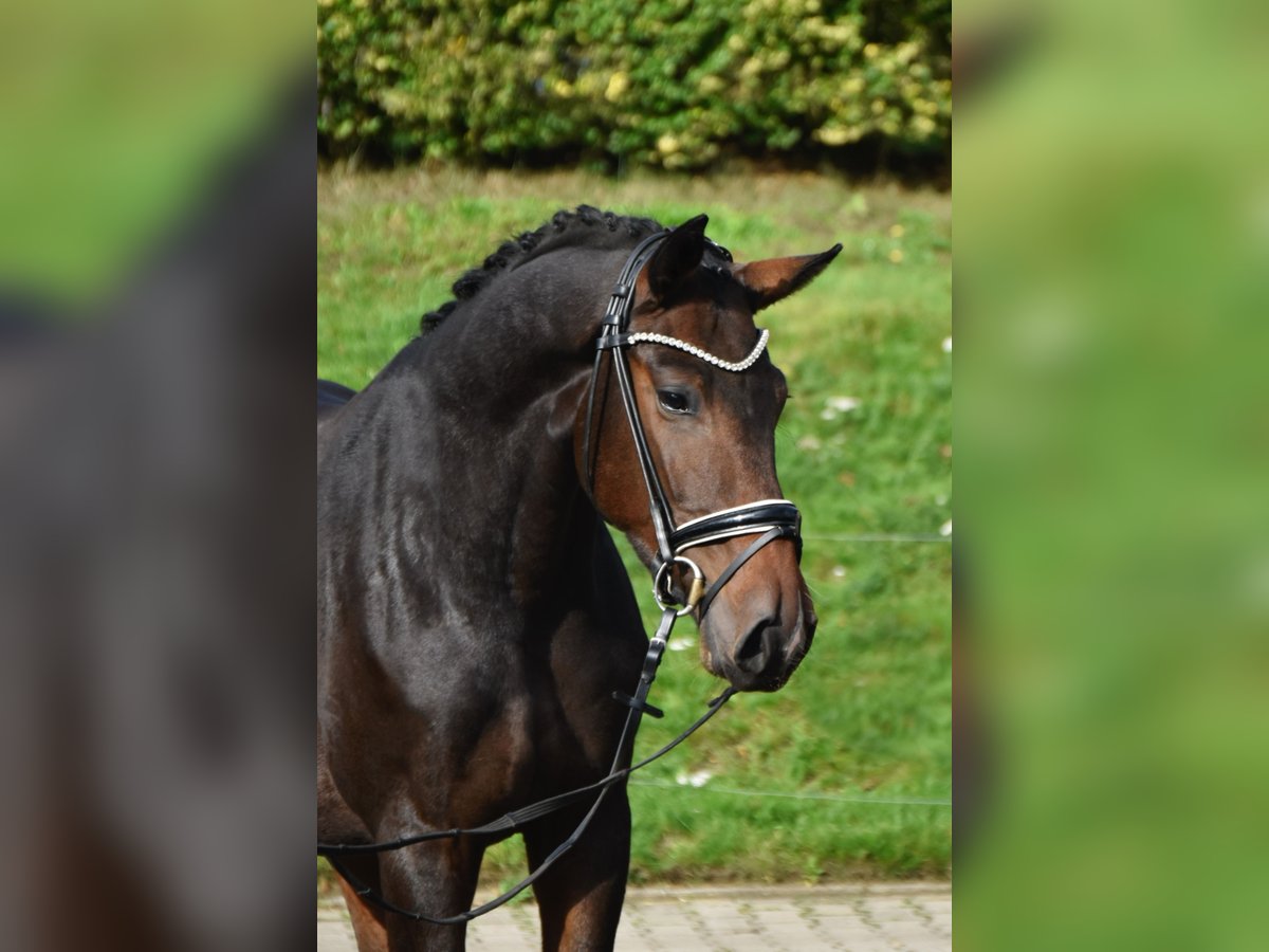 Oldenburg Gelding 3 years 16,1 hh Bay-Dark in F&#xFC;rstenau