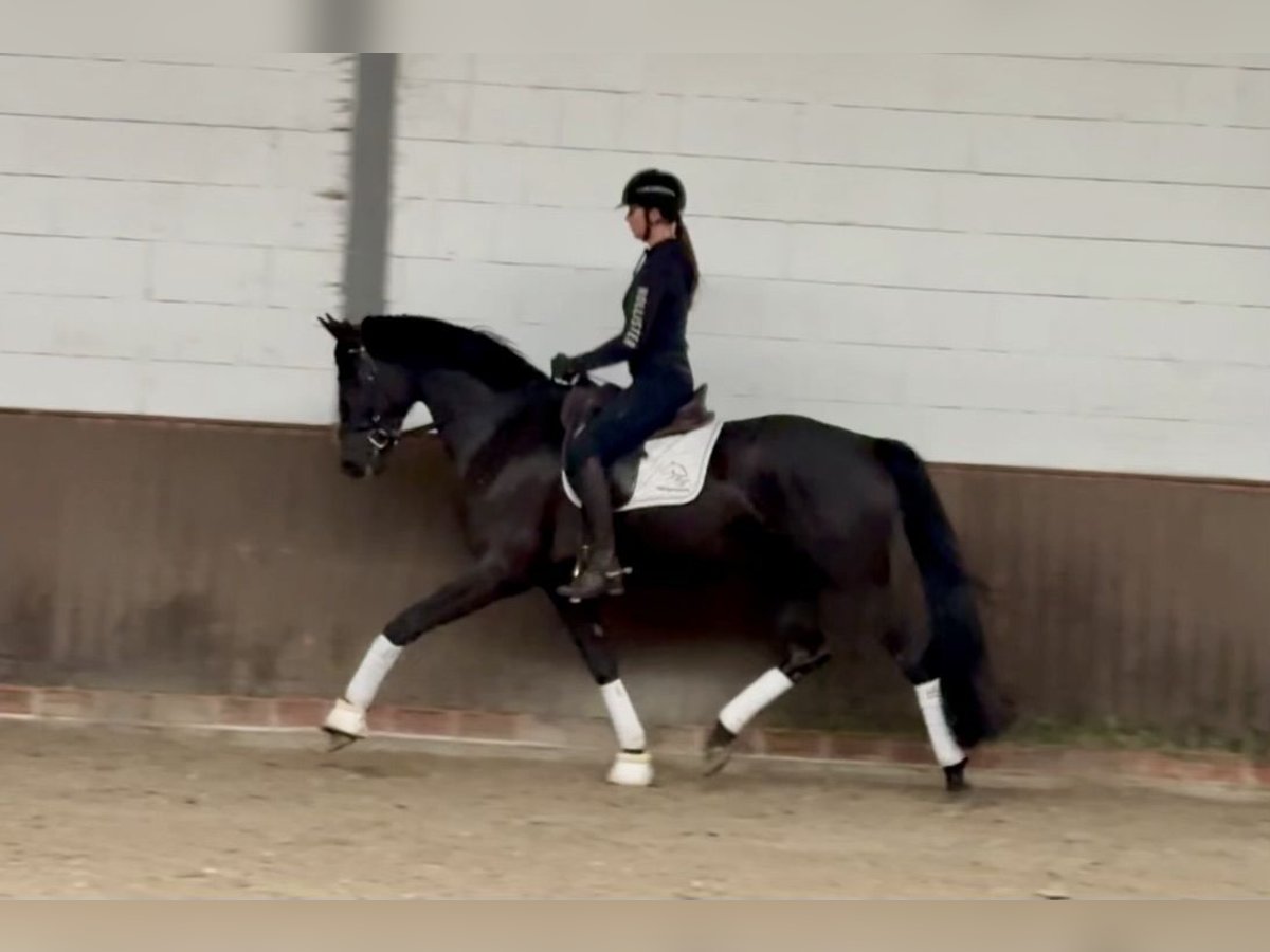 Oldenburg Gelding 3 years 16,1 hh Black in Lohne (Oldenburg) Oldenburg Gelding 3 years 16,1 hh Black in Lohne (Oldenburg)