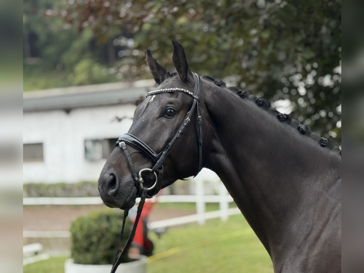 Oldenburg Gelding 3 years 16,1 hh Black in Schierensee