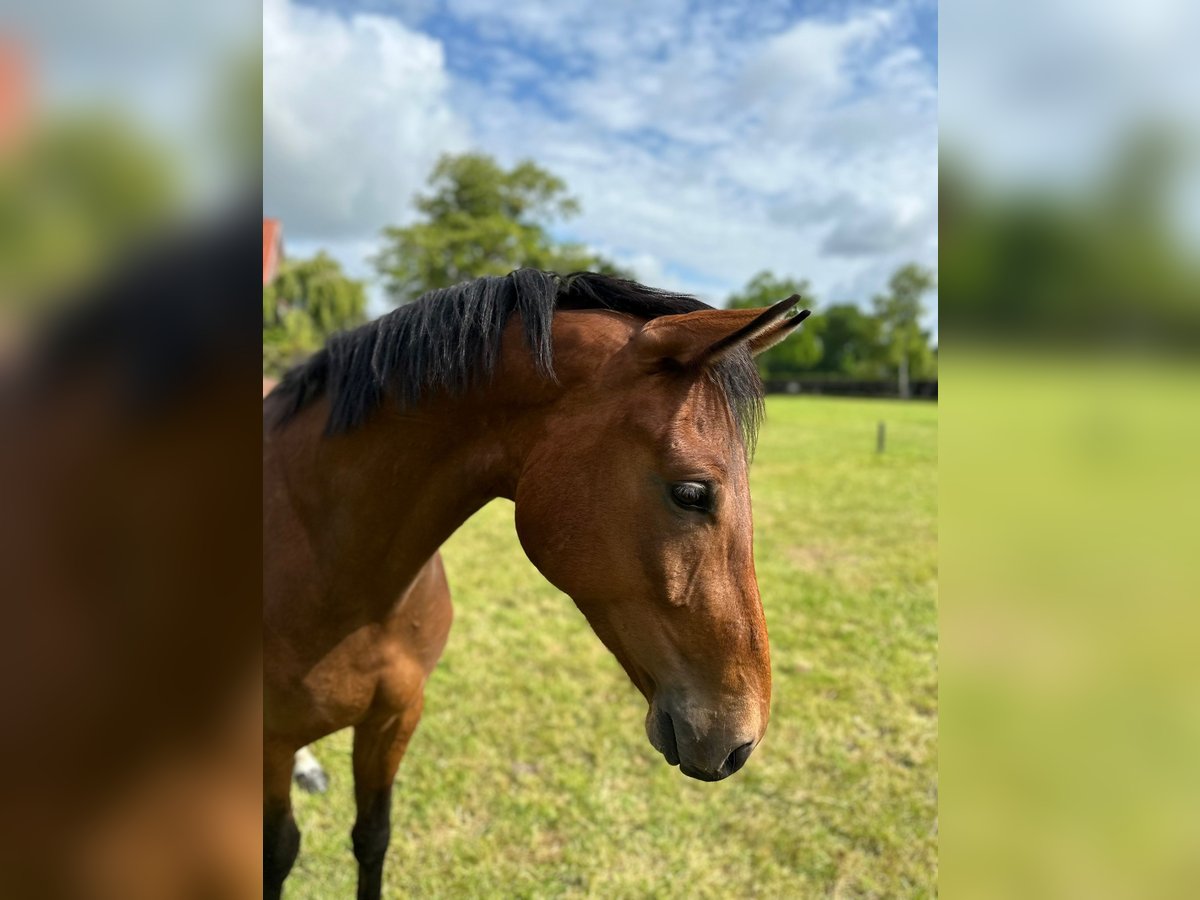 Oldenburg Gelding 3 years 16,1 hh Brown in Gro&#xDF;efehn