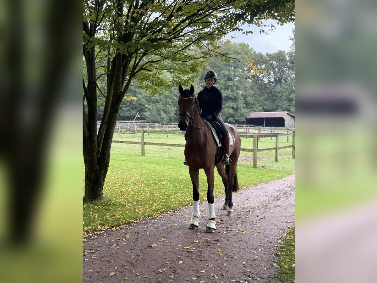 Oldenburg Gelding 3 years 16,1 hh Brown in F&#xFC;rstenau