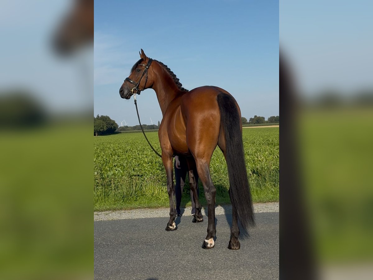 Oldenburg Gelding 3 years 16,1 hh Brown in SykeSyke