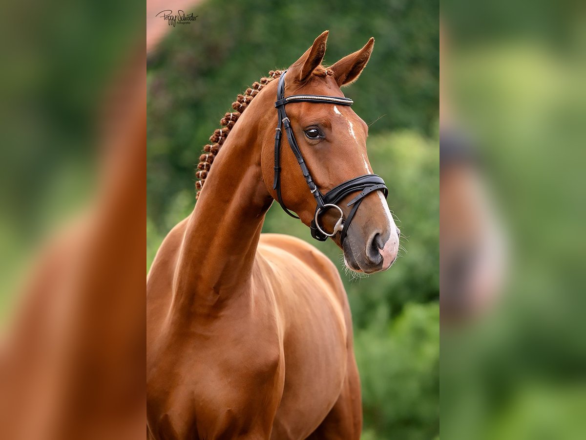 Oldenburg Gelding 3 years 16,1 hh Chestnut-Red in LupendorfMoltzow