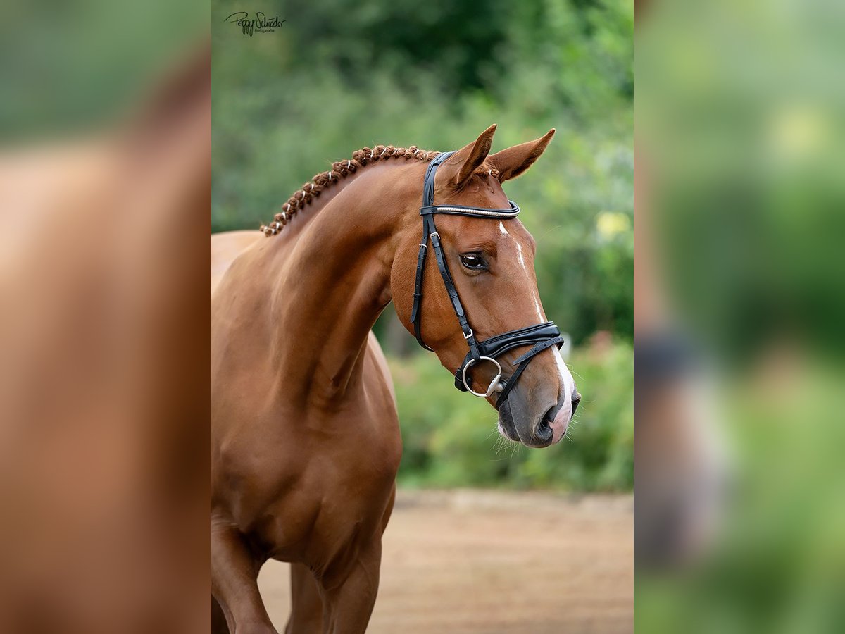 Oldenburg Gelding 3 years 16,1 hh Chestnut-Red in LupendorfMoltzow