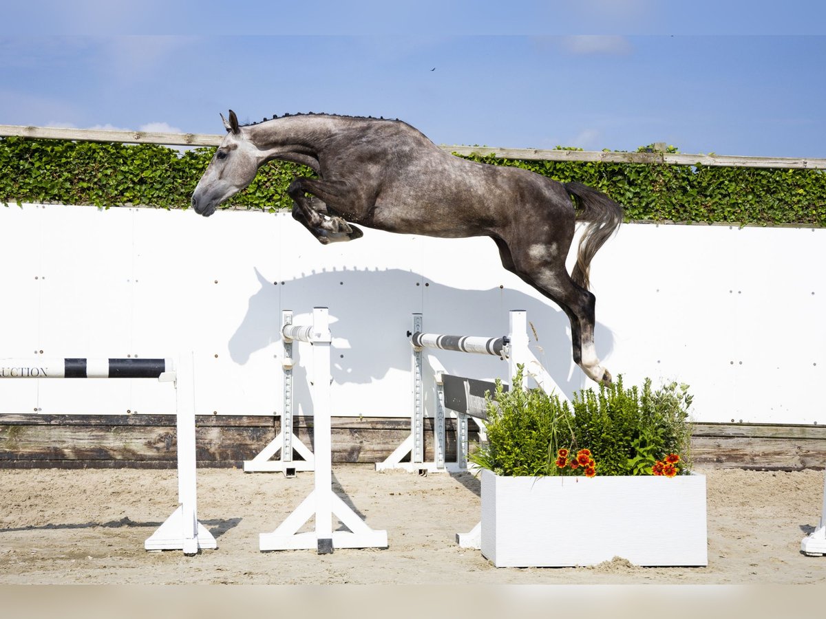 Oldenburg Gelding 3 years 16,1 hh Gray in Waddinxveen