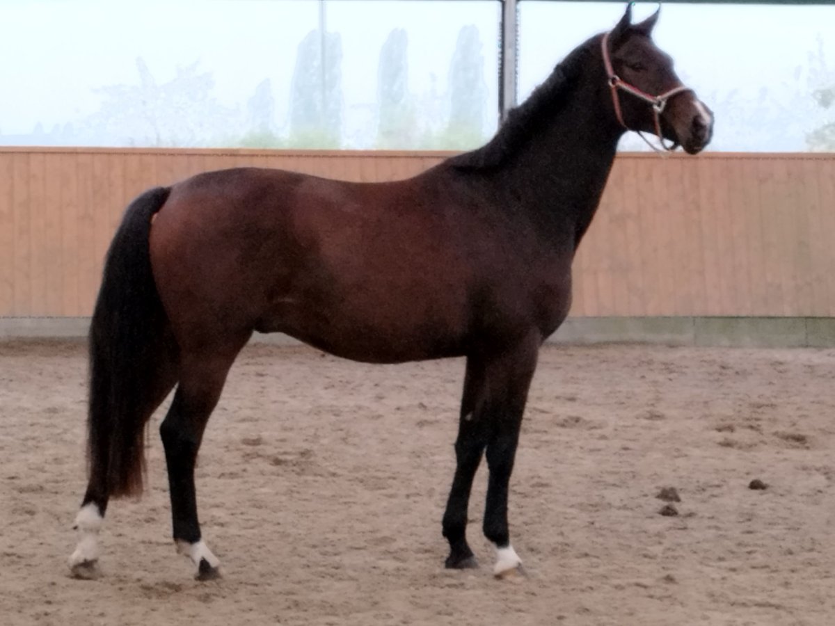 Oldenburg Gelding 3 years 16,2 hh Bay-Dark in Wulkow Oldenburg Gelding 3 years 16,2 hh Bay-Dark in Wulkow