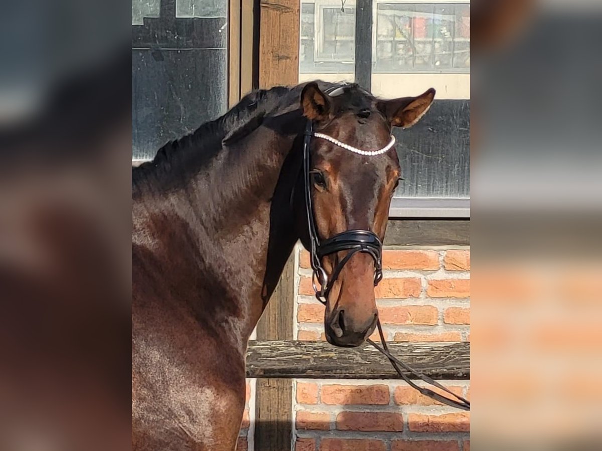 Oldenburg Gelding 3 years 16,2 hh Bay-Dark in Heidesheim am Rhein