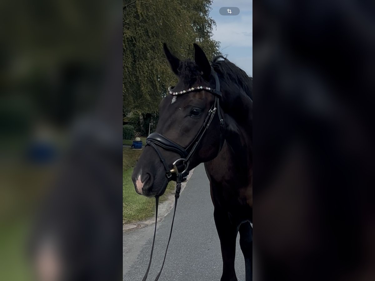 Oldenburg Gelding 3 years 16,2 hh Black in Syke