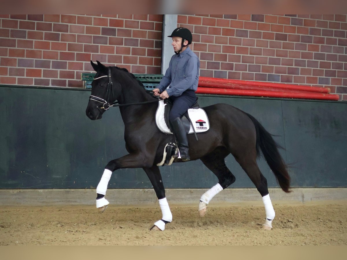 Oldenburg Gelding 3 years 16,2 hh Black in Lingen