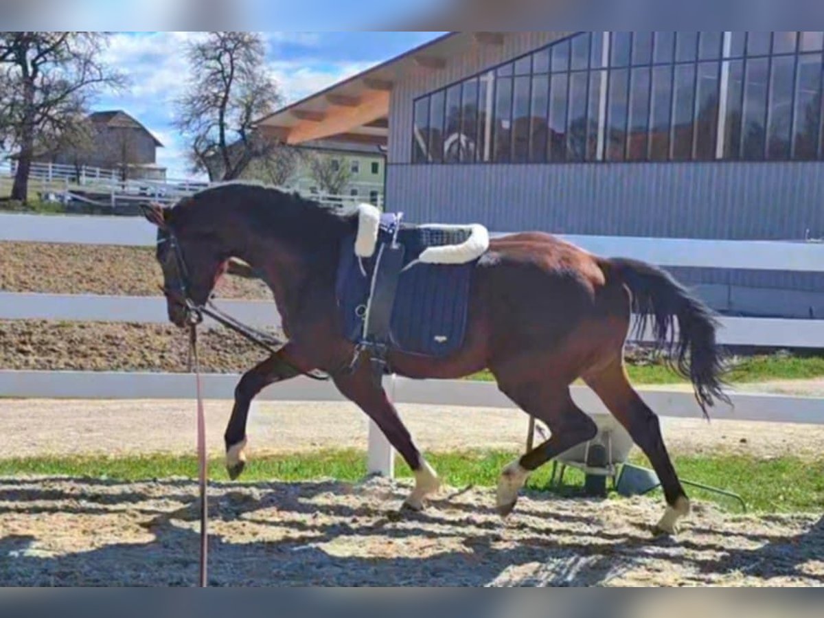 Oldenburg Gelding 3 years 16,2 hh Brown in Wolfsbach