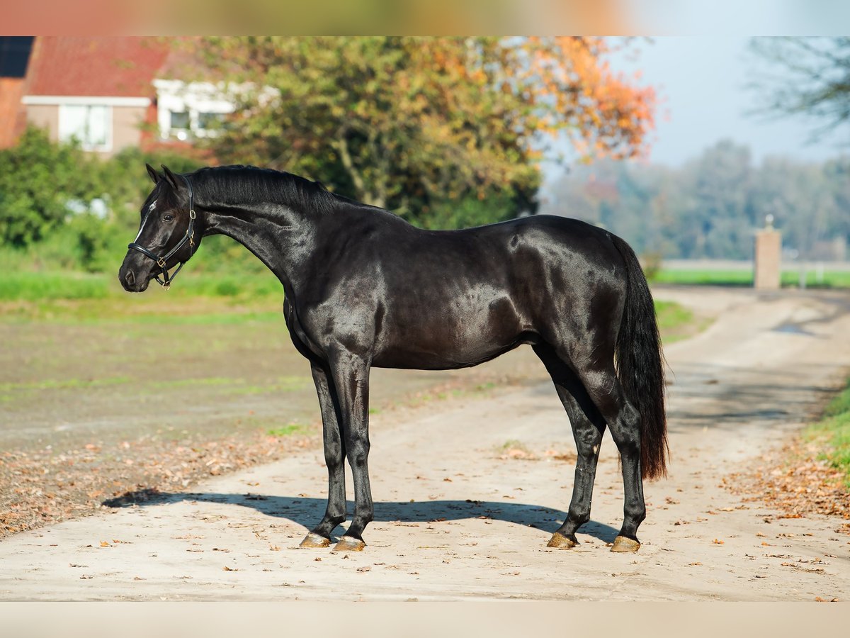 Oldenburg Gelding 3 years 16,2 hh Chestnut in GROTE-BROGEL