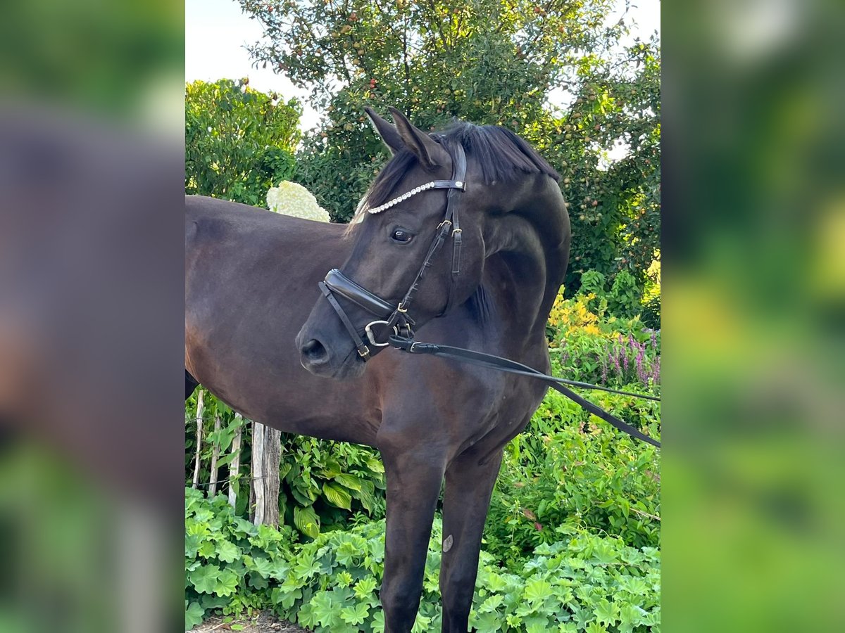 Oldenburg Gelding 3 years 16,2 hh Smoky-Black in Engelschoff