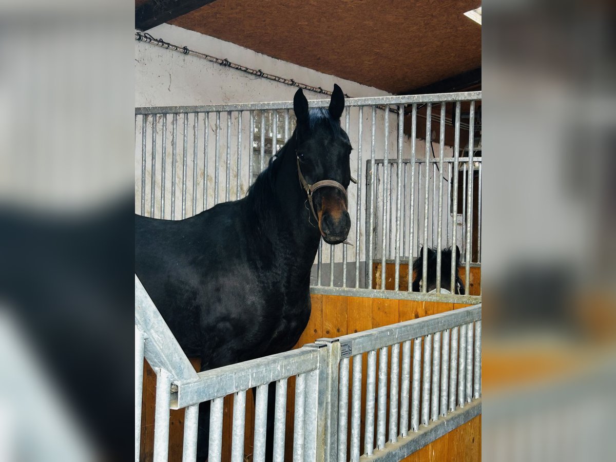 Oldenburg Gelding 3 years 16,2 hh Smoky-Black in Friedberg