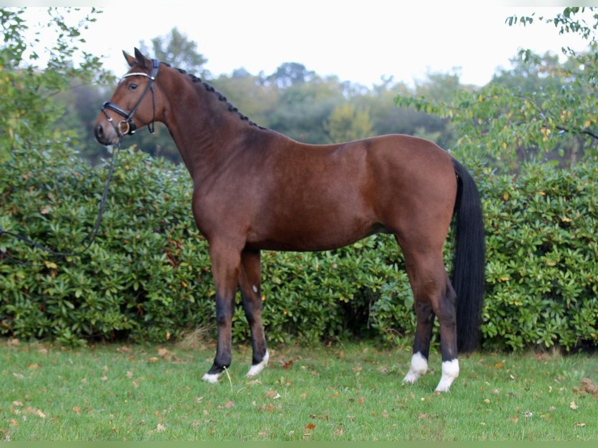 Oldenburg Gelding 3 years 16,3 hh Bay-Dark in Hatten Oldenburg Gelding 3 years 16,3 hh Bay-Dark in Hatten