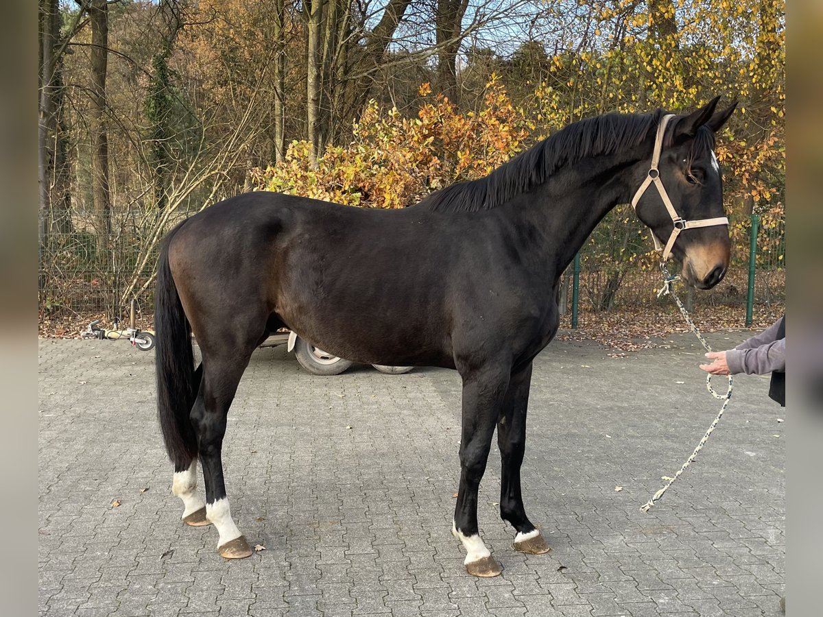 Oldenburg Gelding 3 years 16,3 hh Bay-Dark in Verl