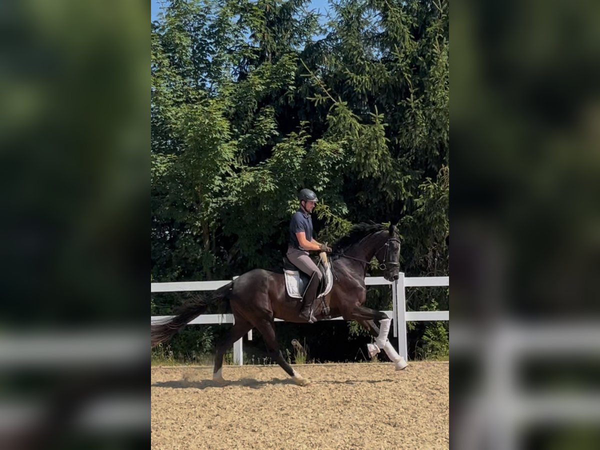 Oldenburg Gelding 3 years 16,3 hh Black in Reinsdorf
