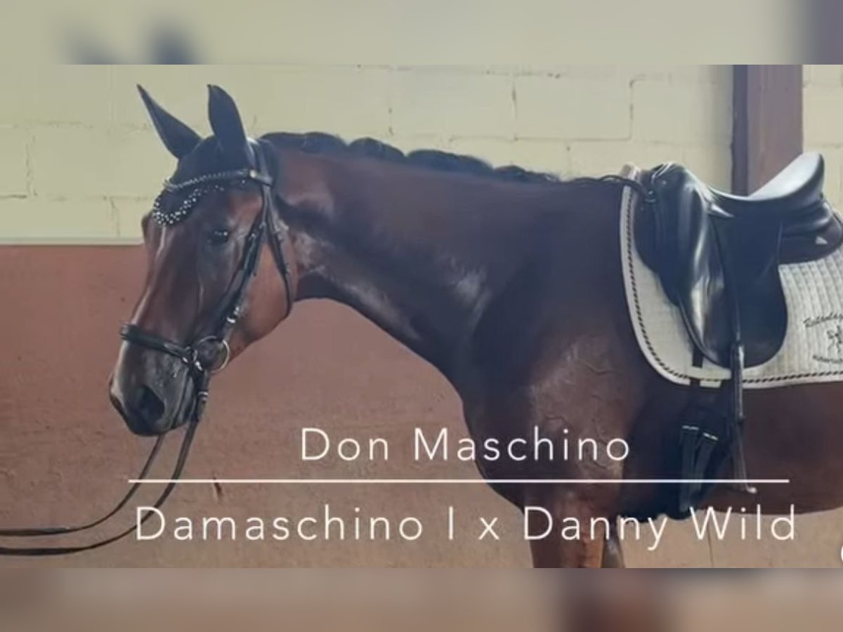Oldenburg Gelding 3 years 17 hh Brown in Maintal
