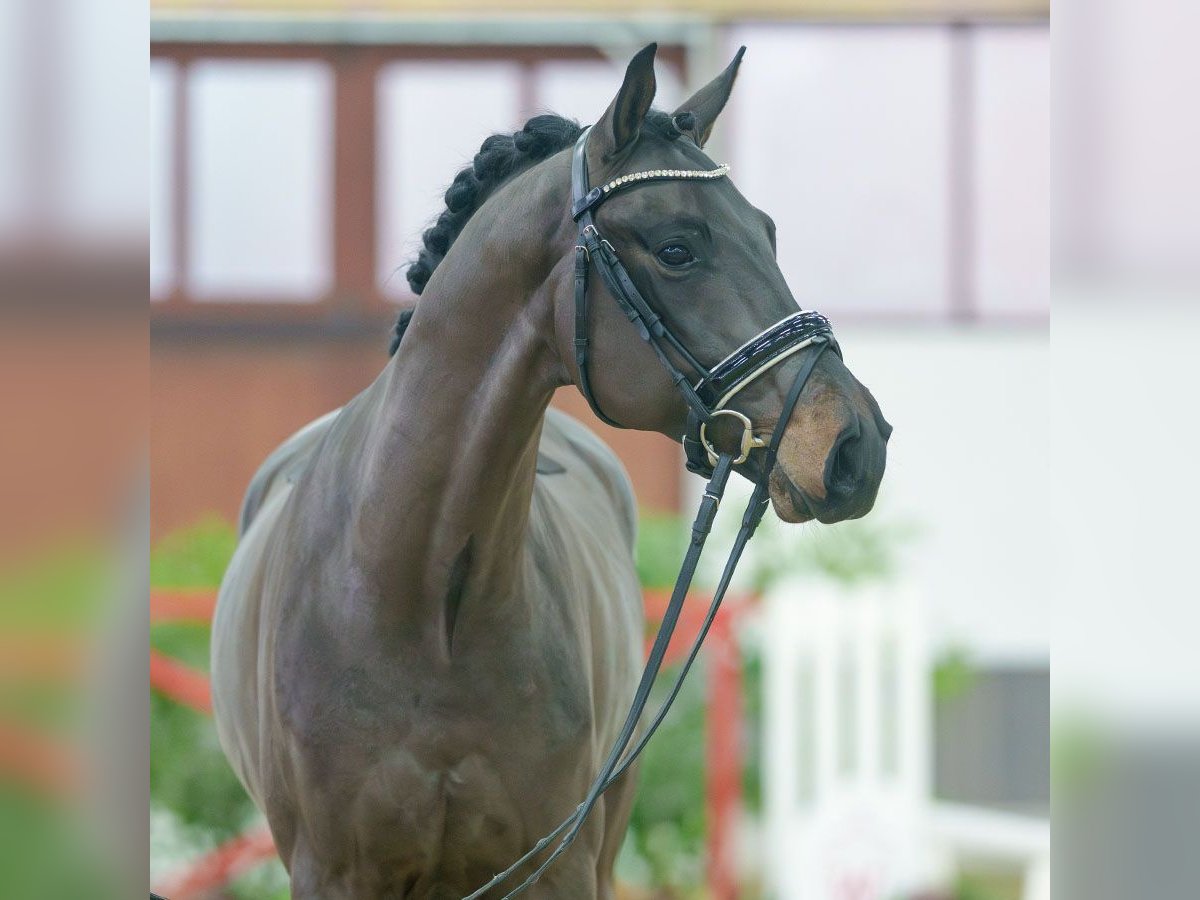 Oldenburg Gelding 3 years Bay-Dark in Münster-Handorf