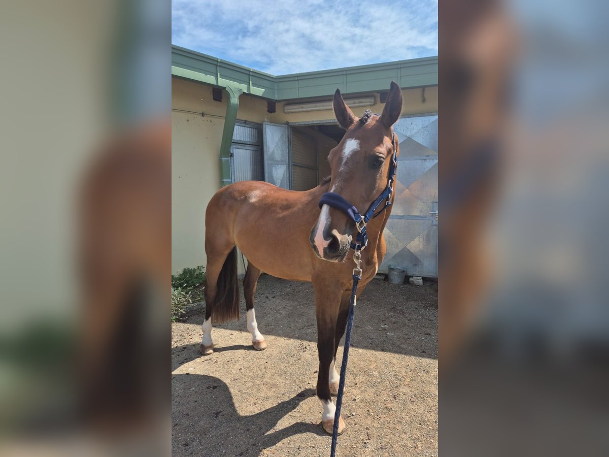 Oldenburg Gelding 4 years 15,3 hh Bay in Kupinec