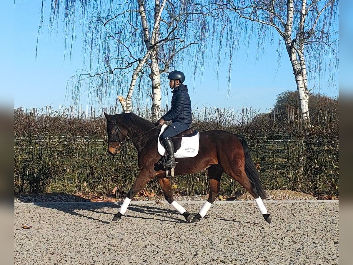 Oldenburg Gelding 4 years 16,1 hh Bay-Dark in Hilgermissen