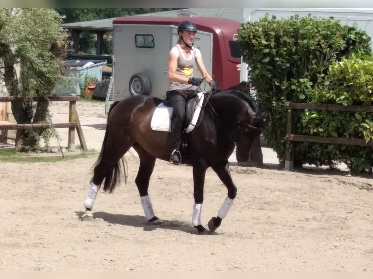 Oldenburg Gelding 4 years 16,1 hh Bay-Dark in Neuburg