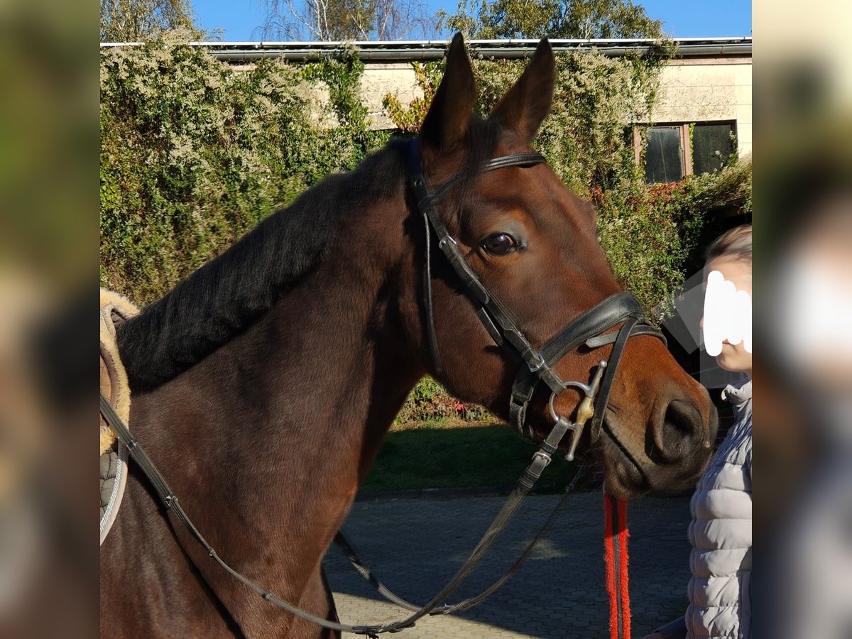 Oldenburg Gelding 4 years 16,1 hh Bay-Dark in Hilgermissen