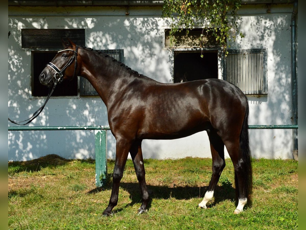 Oldenburg Gelding 4 years 16,1 hh Black in Burgdorf