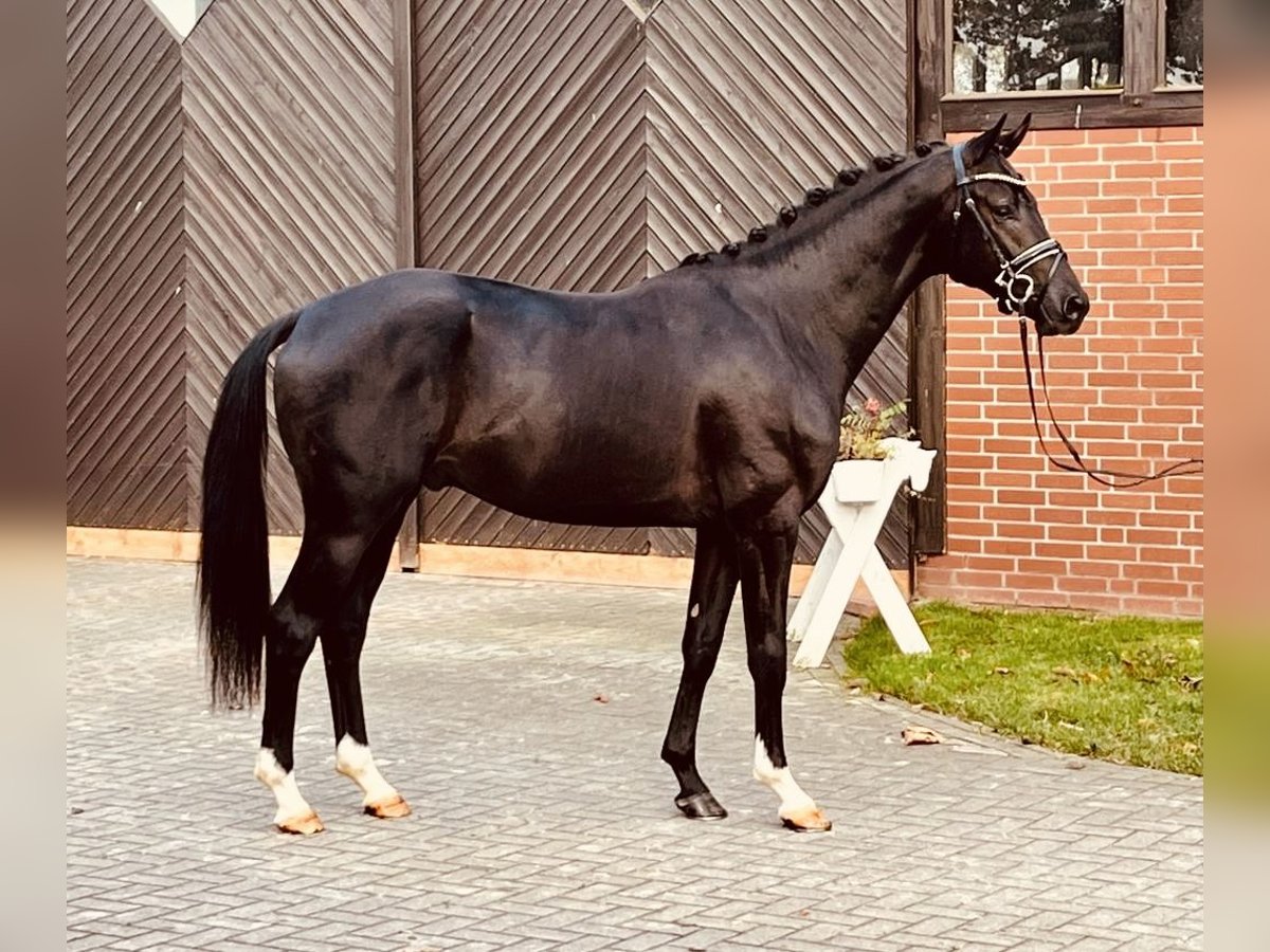 Oldenburg Gelding 4 years 16,1 hh Black in Klagenfurt