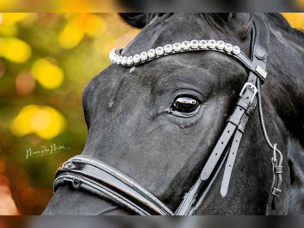 Oldenburg Gelding 4 years 16,1 hh Black in Ober-Ramstadt