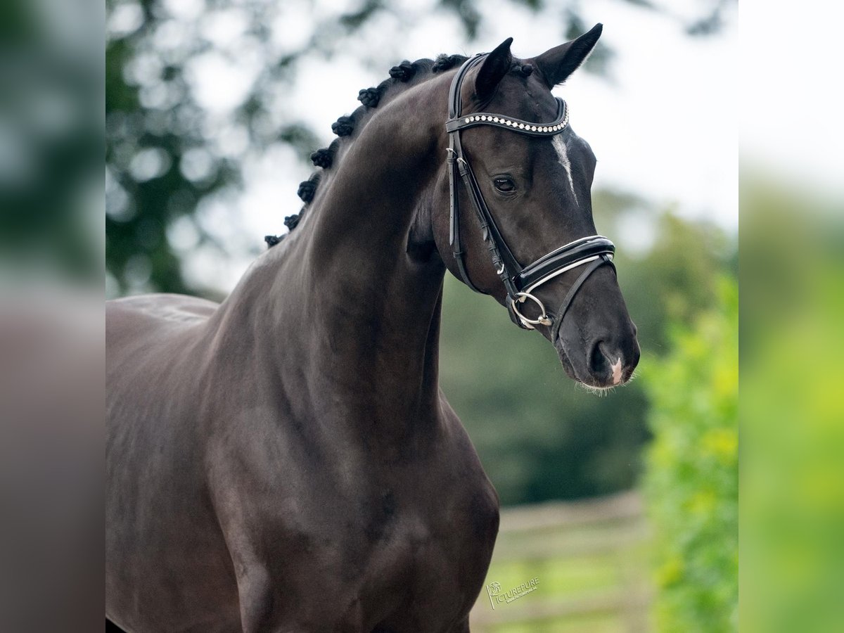 Oldenburg Gelding 4 years 16,1 hh Black in Weert