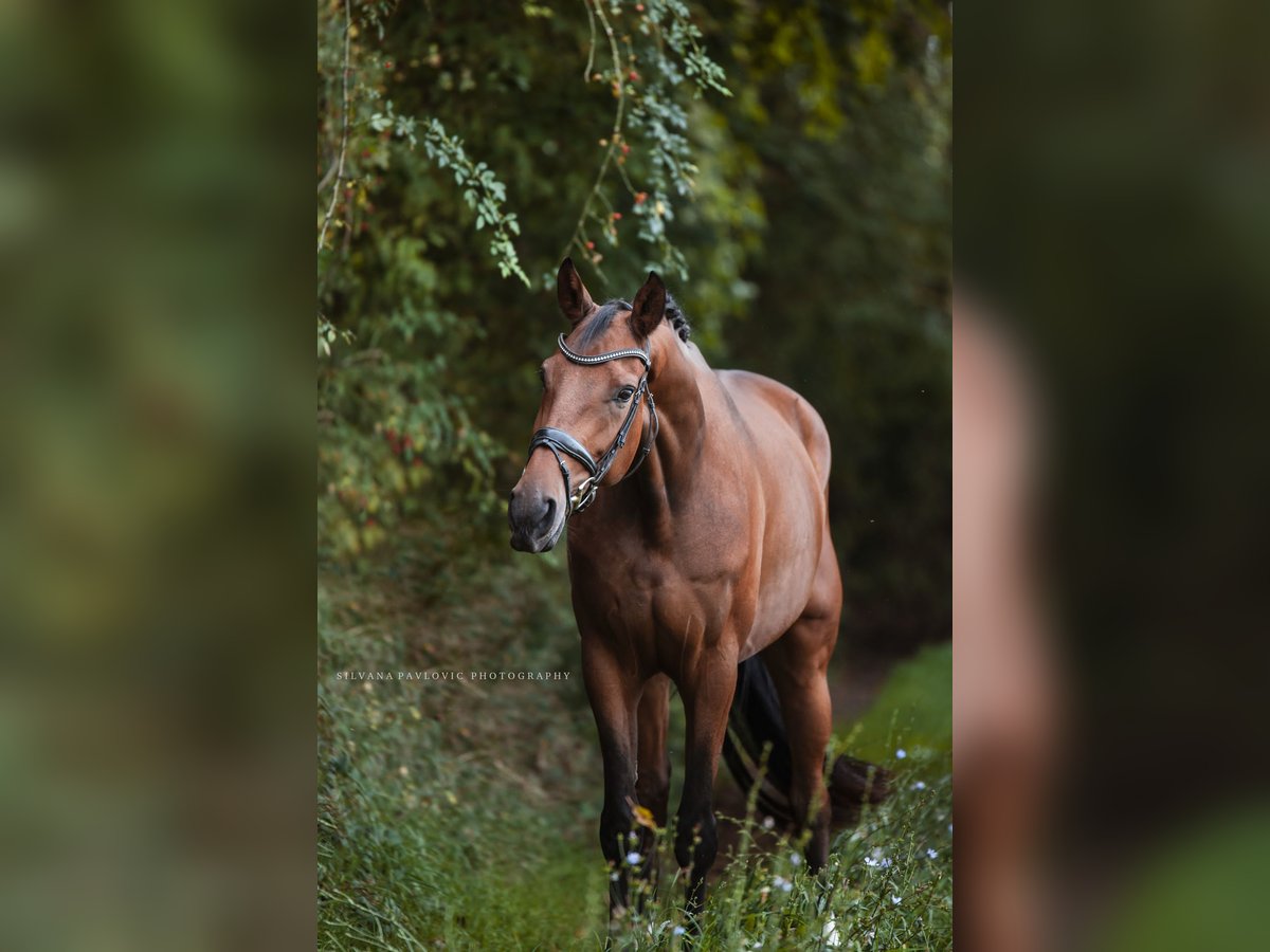 Oldenburg Gelding 4 years 16,1 hh Brown in Bruchsal