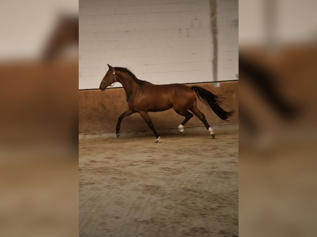 Oldenburg Gelding 4 years 16,1 hh Brown in Bruchsal