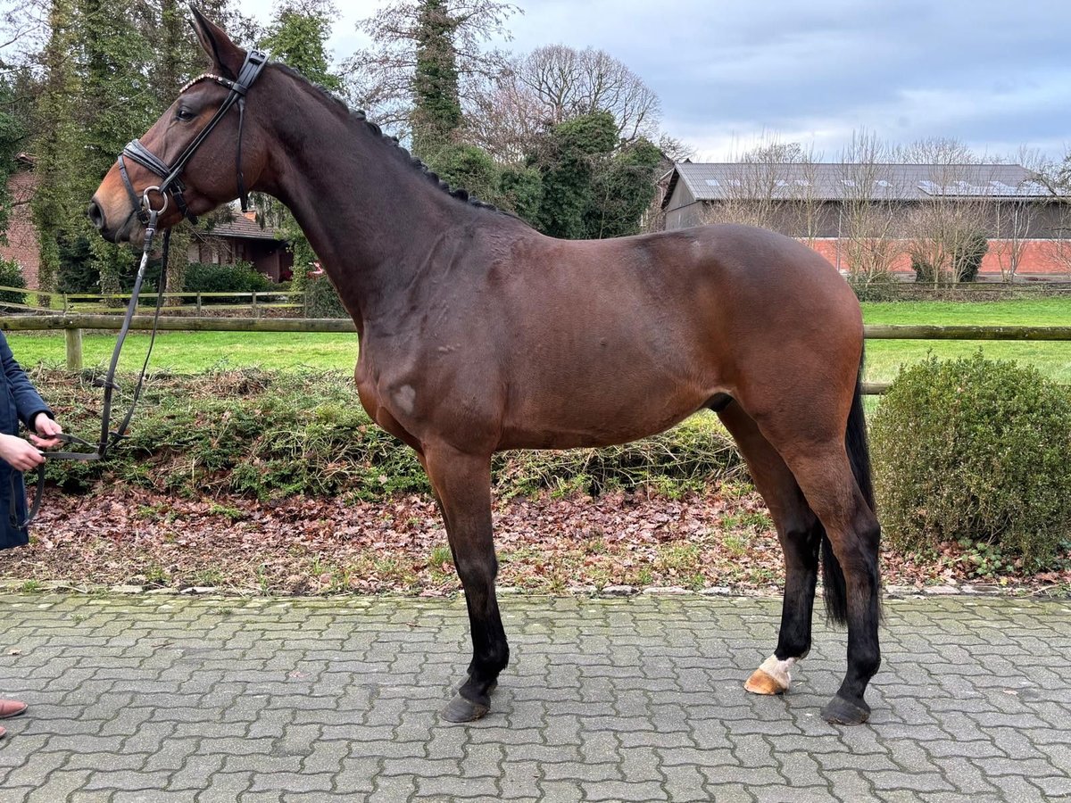 Oldenburg Gelding 4 years 16,1 hh Brown in Hamm