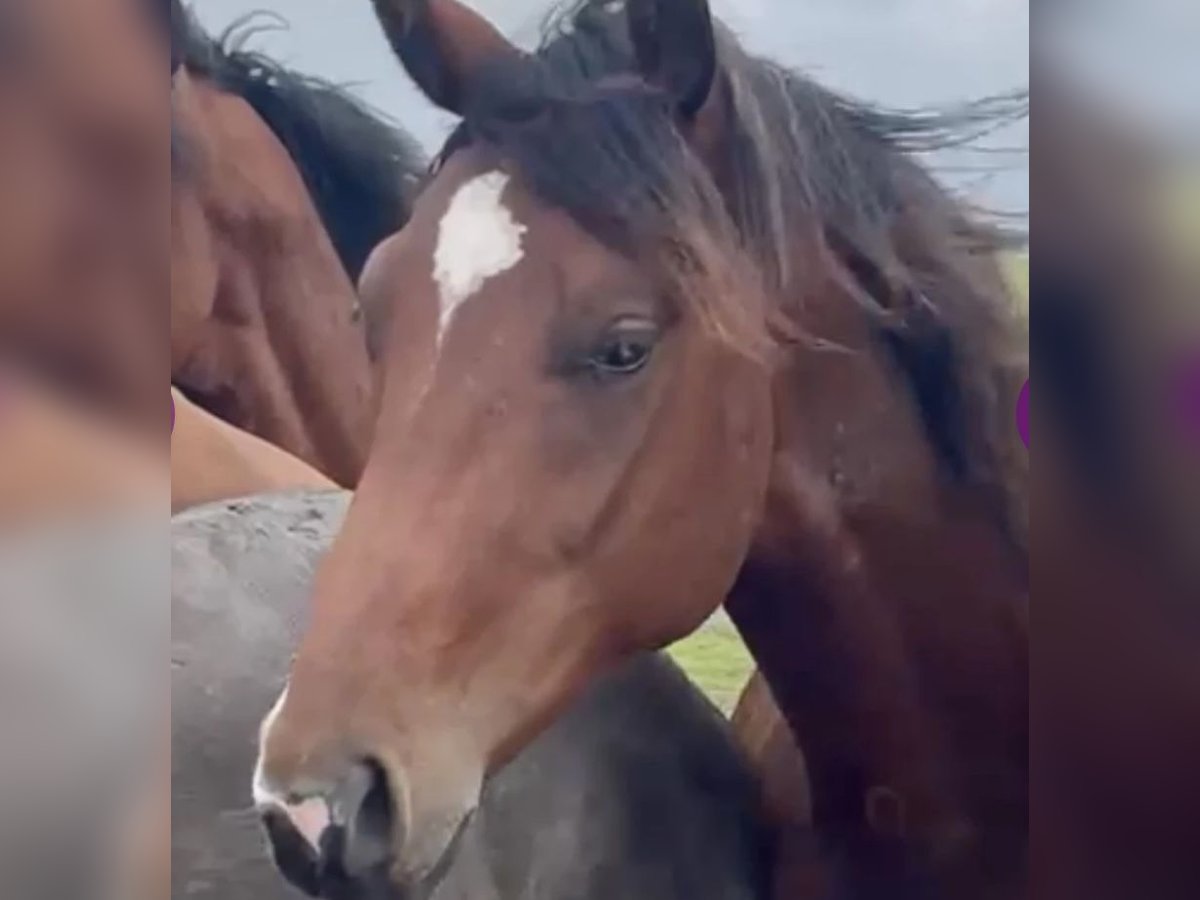 Oldenburg Gelding 4 years 16,1 hh Brown in Hasbergen