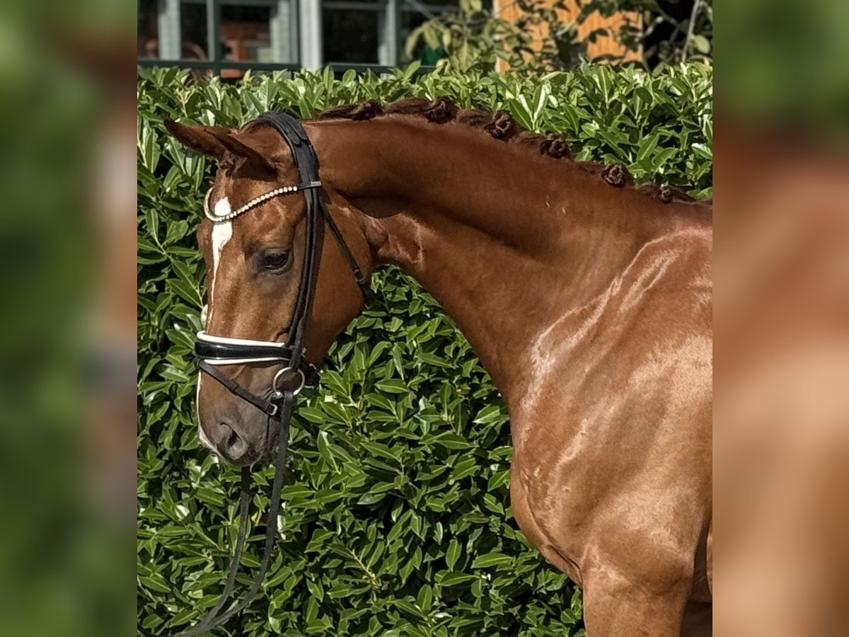 Oldenburg Gelding 4 years 16,1 hh Chestnut-Red in Visbek