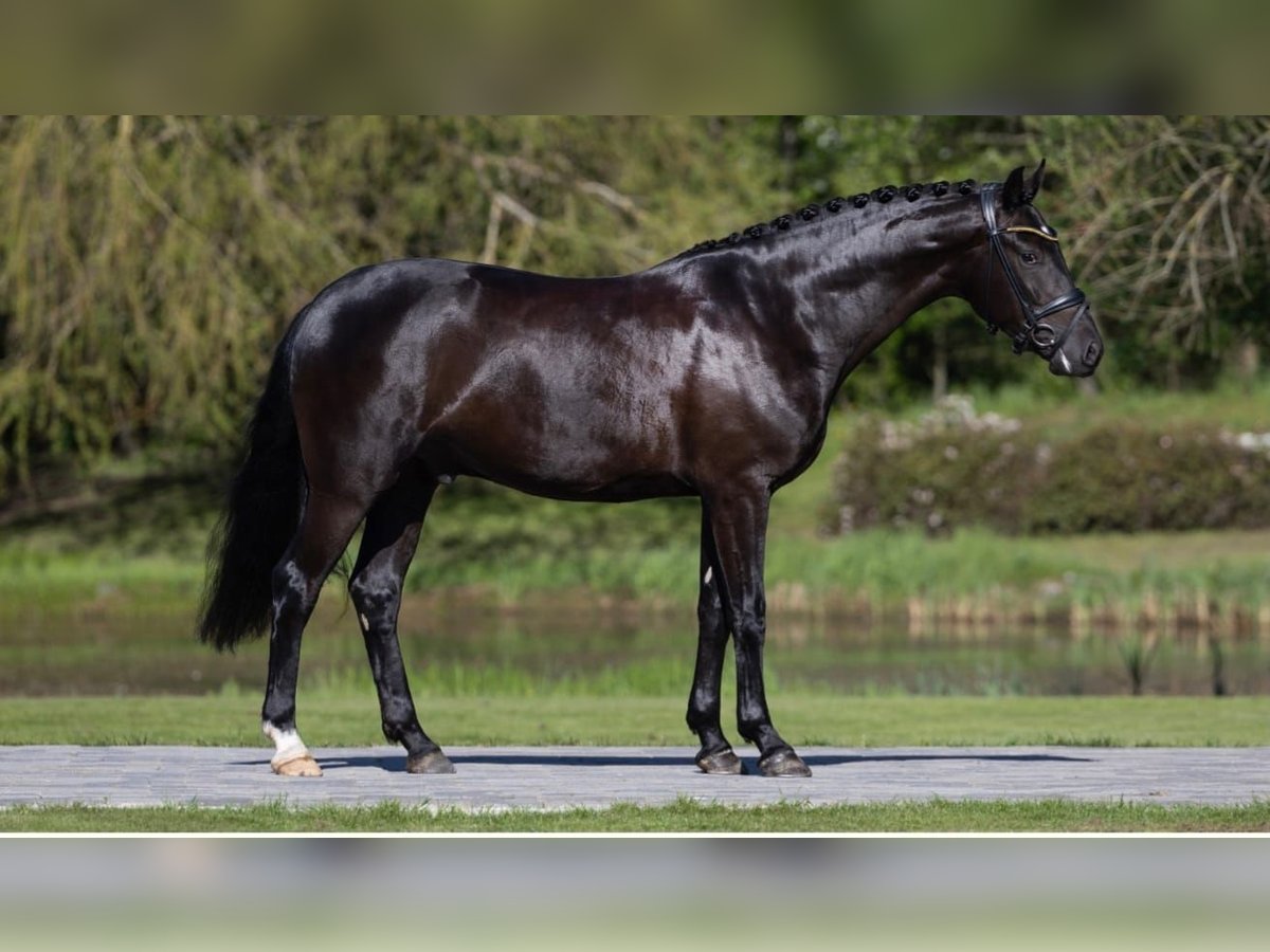 Oldenburg Gelding 4 years 16,1 hh Smoky-Black in Neuss