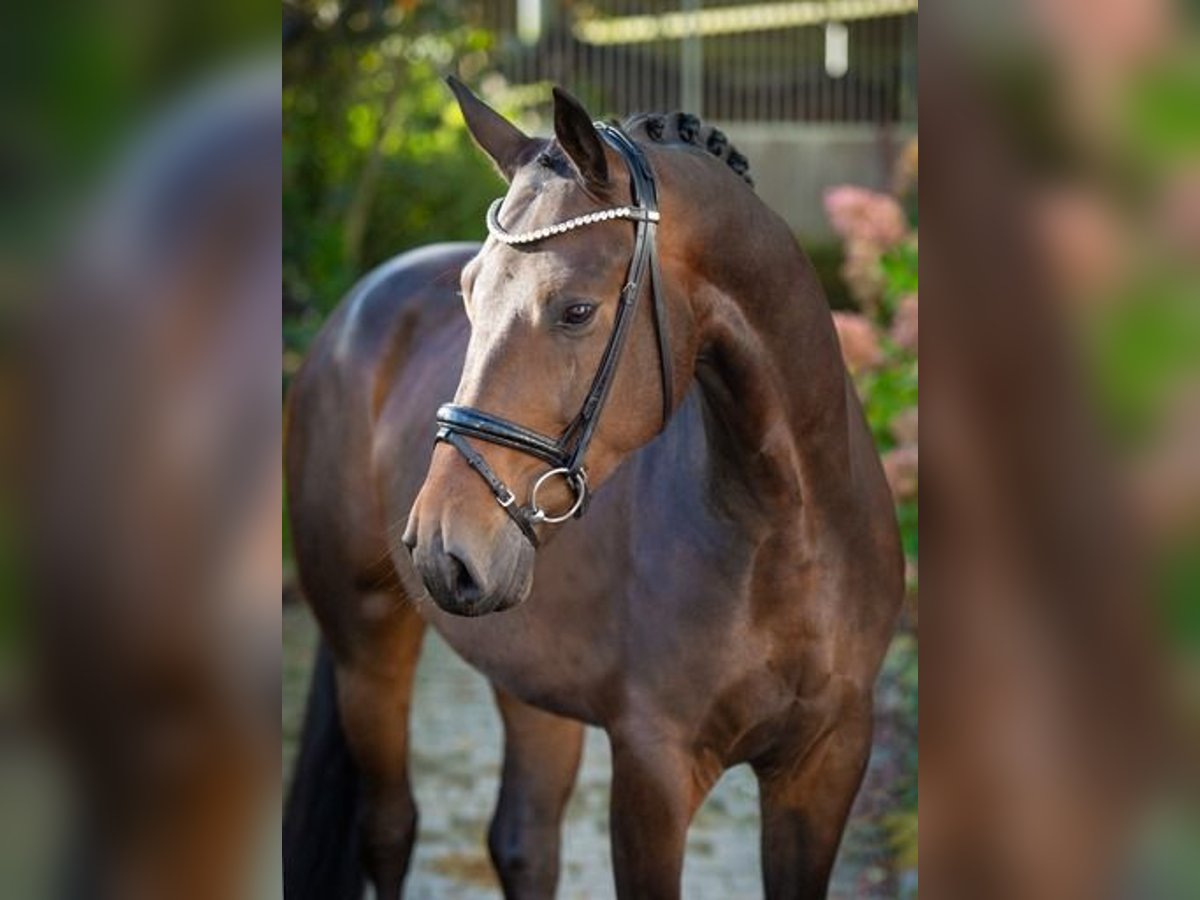 Oldenburg Gelding 4 years 16,2 hh Bay-Dark in Ankum