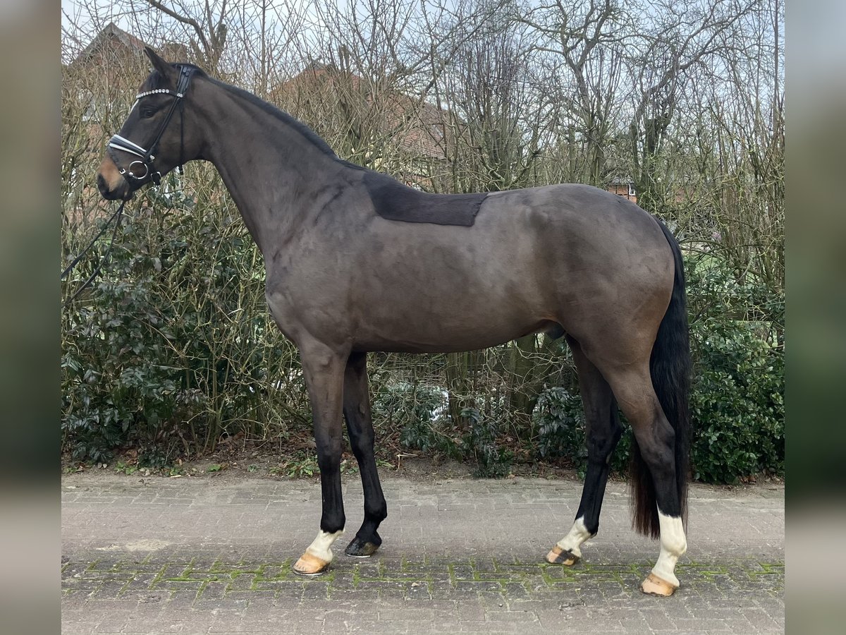 Oldenburg Gelding 4 years 16,2 hh Bay-Dark in Römstedt