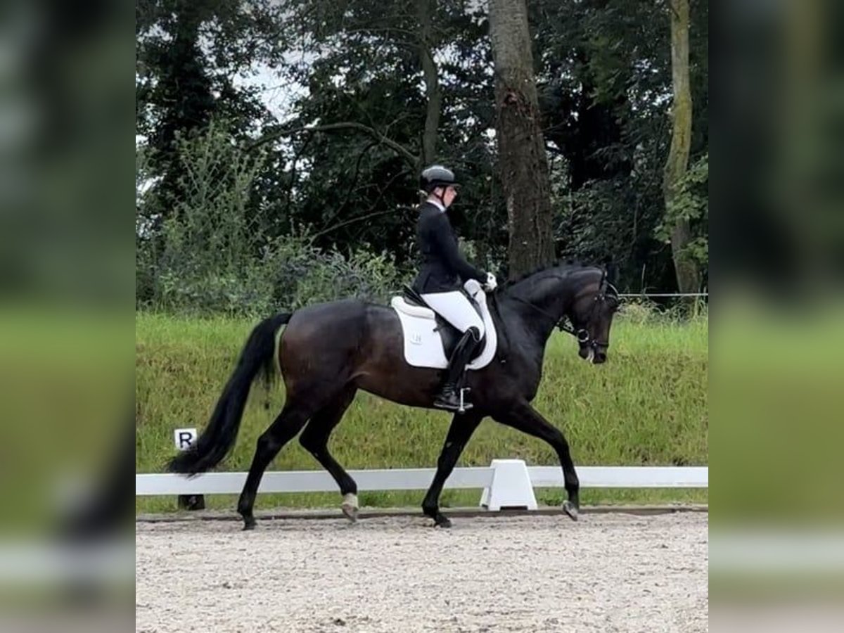 Oldenburg Gelding 4 years 16,2 hh Bay-Dark in Ubstadt-Weiher