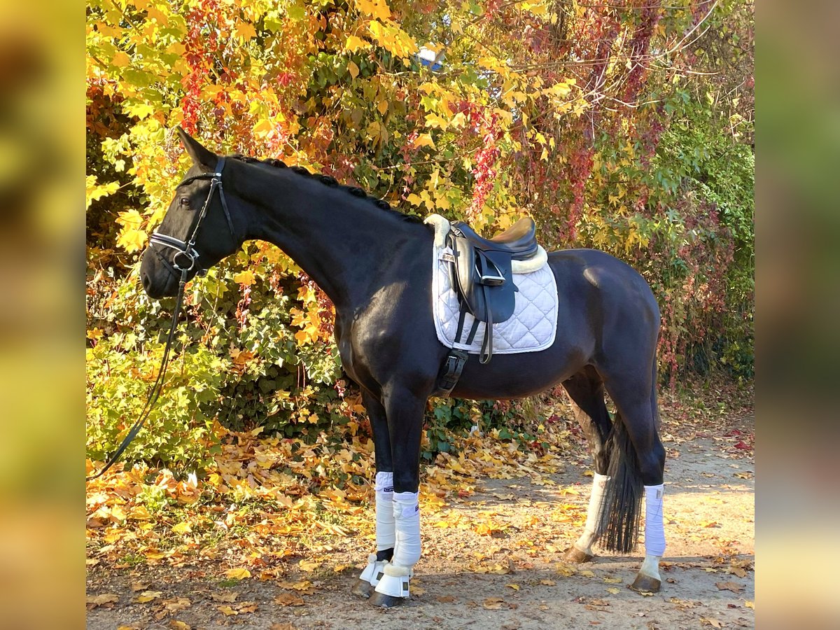 Oldenburg Gelding 4 years 16,2 hh Black in Kirchlinteln