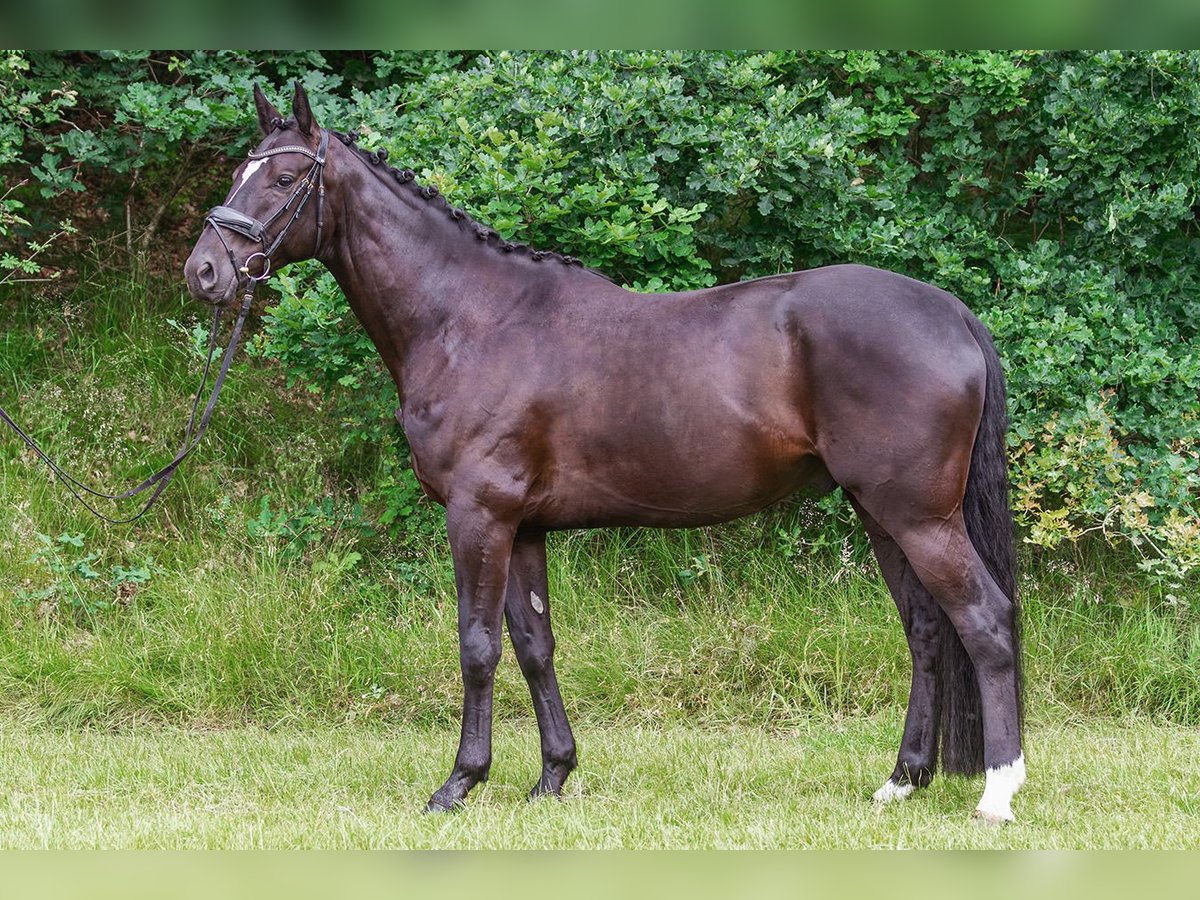 Oldenburg Gelding 4 years 16,2 hh Black in Friesoythe