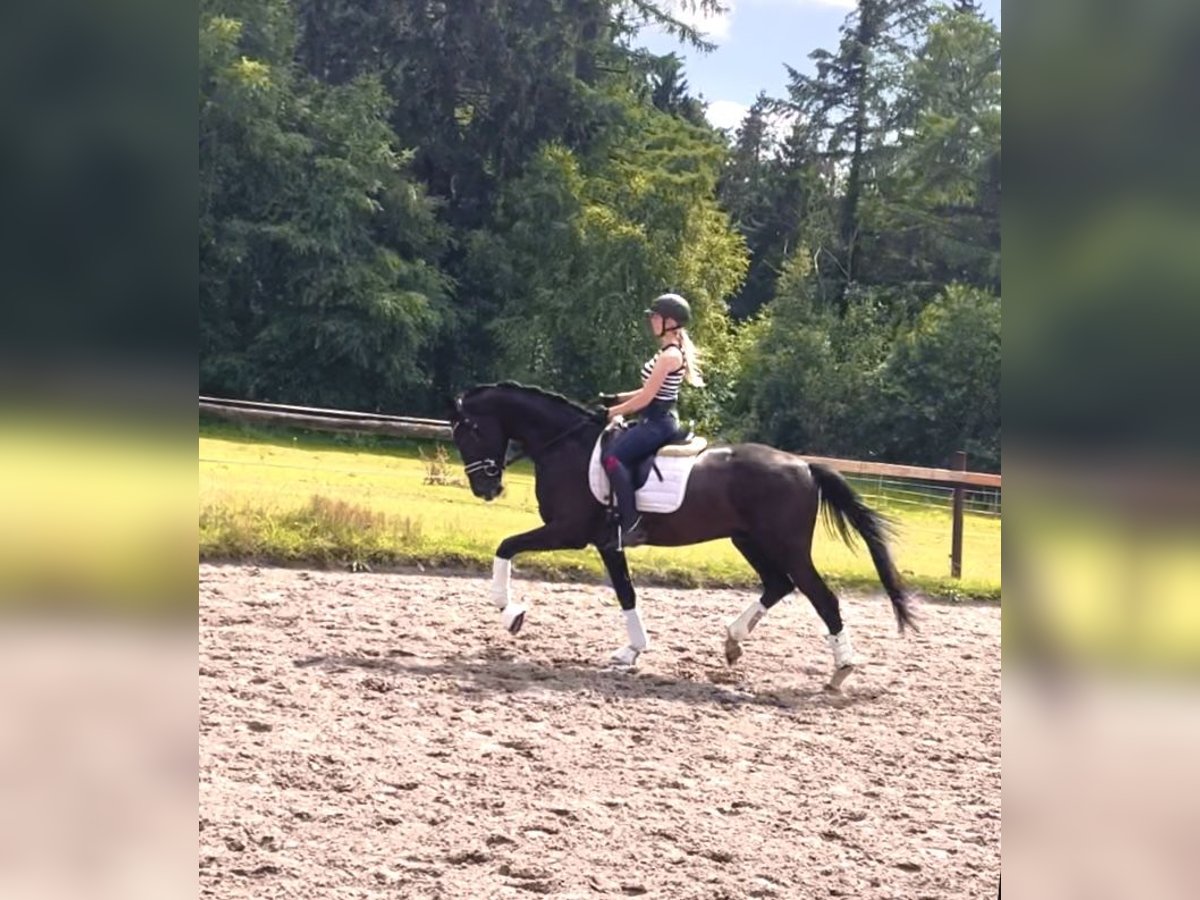 Oldenburg Gelding 4 years 16,2 hh Black in Kirchlinteln