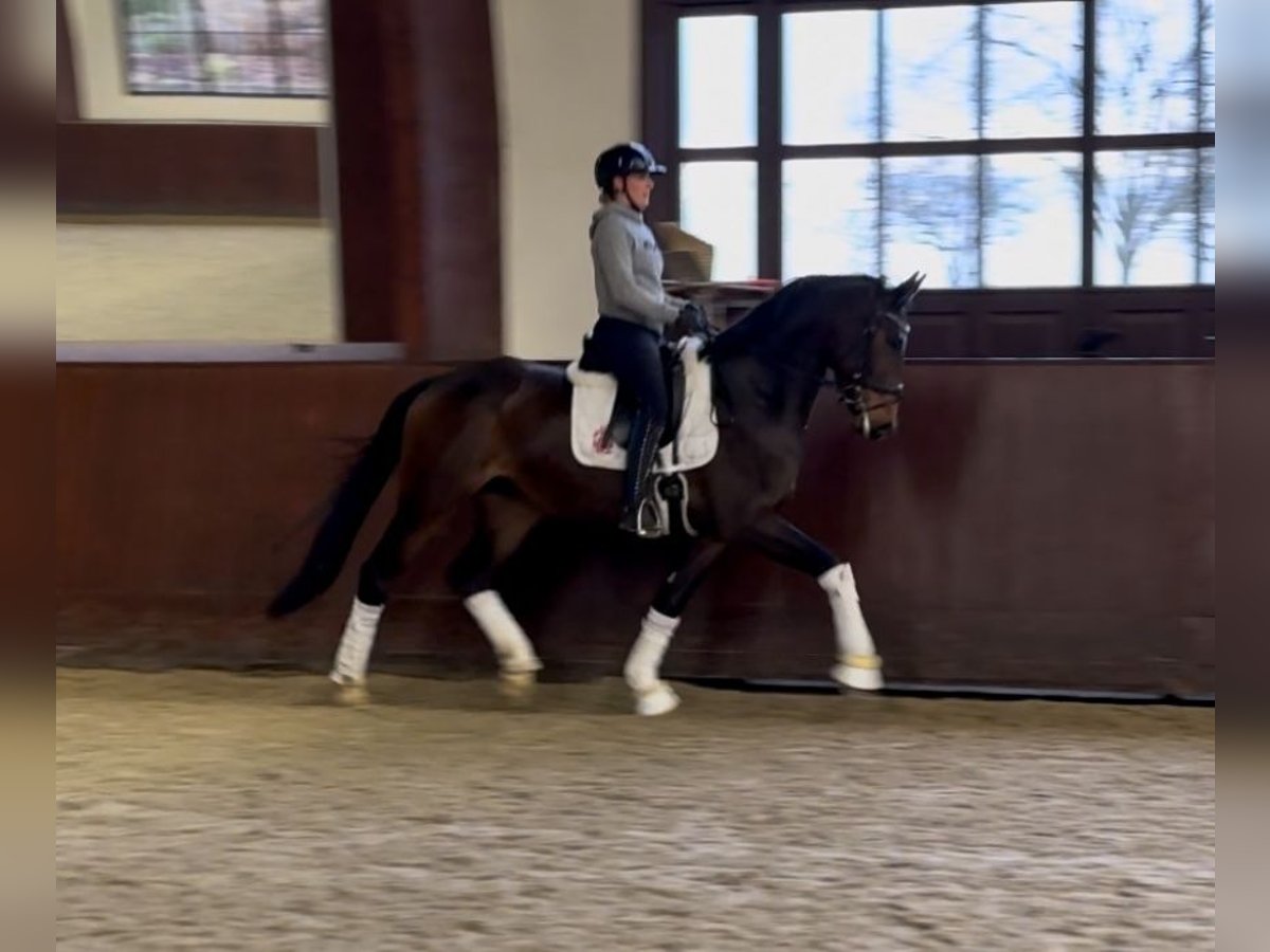 Oldenburg Gelding 4 years 16,2 hh Brown in Kronberg im Taunus