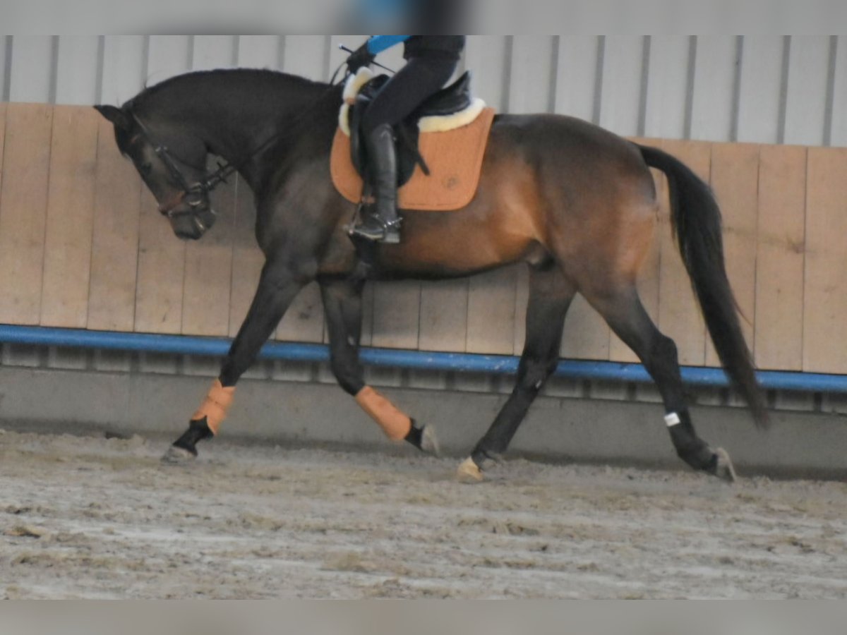 Oldenburg Gelding 4 years 16,2 hh Brown in Petershagen