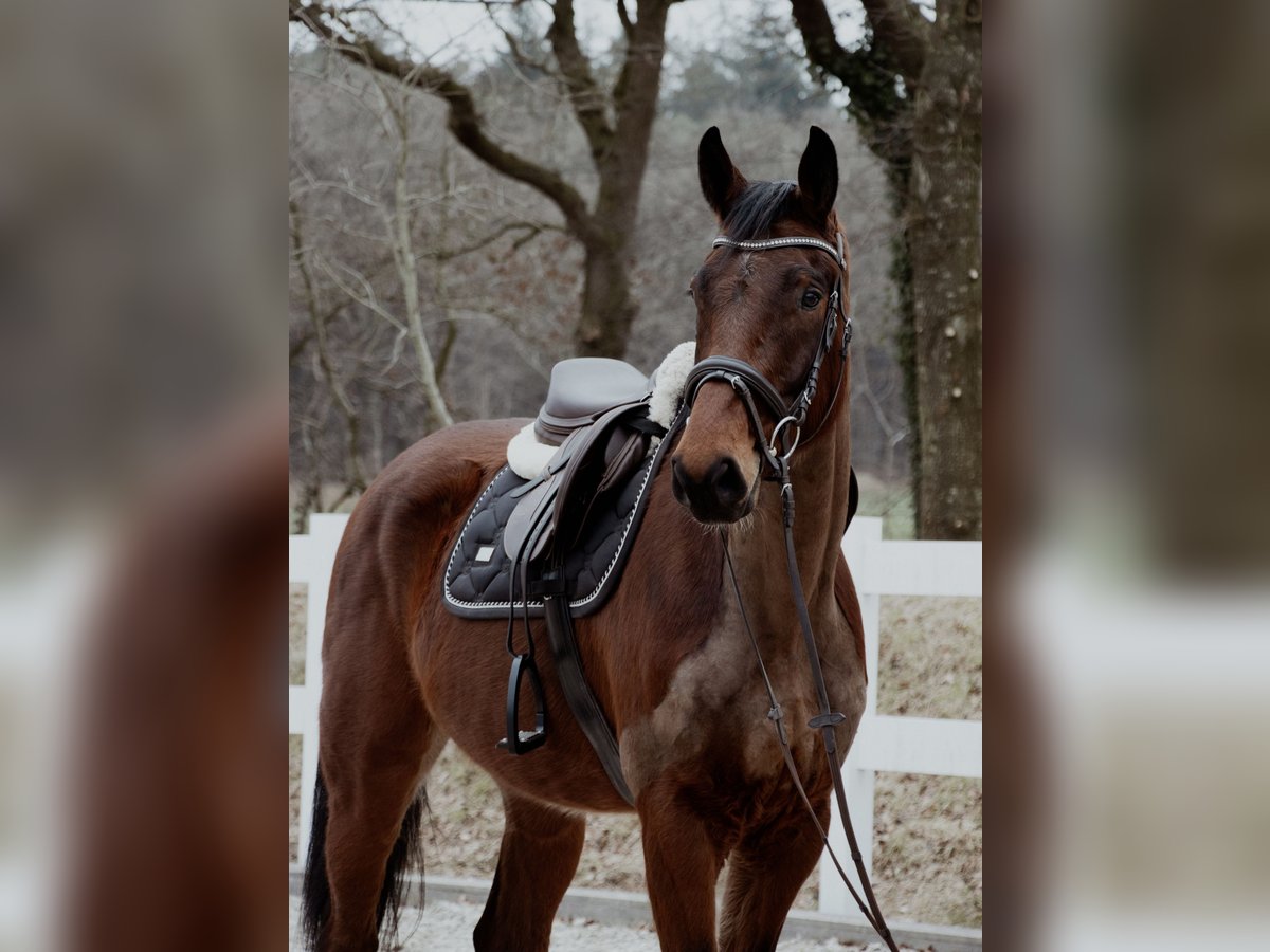 Oldenburg Gelding 4 years 16,2 hh Brown in Friedeburg