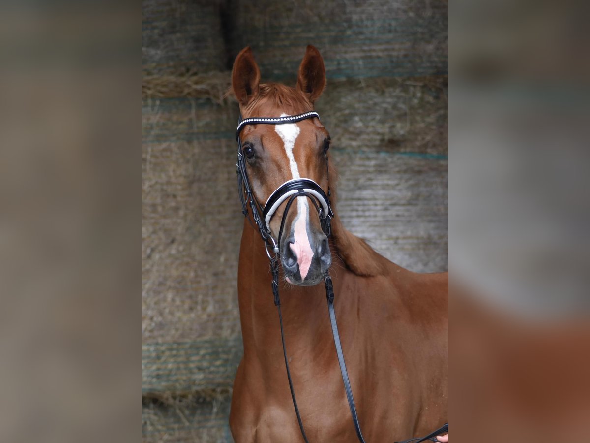 Oldenburg Gelding 4 years 16,2 hh Chestnut-Red in Herbstein