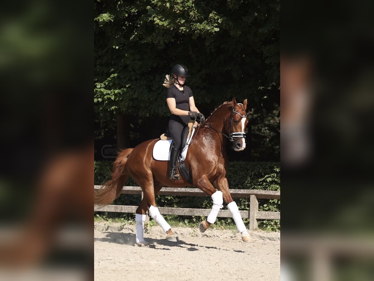 Oldenburg Gelding 4 years 16,2 hh Chestnut-Red in Sint Niklaas