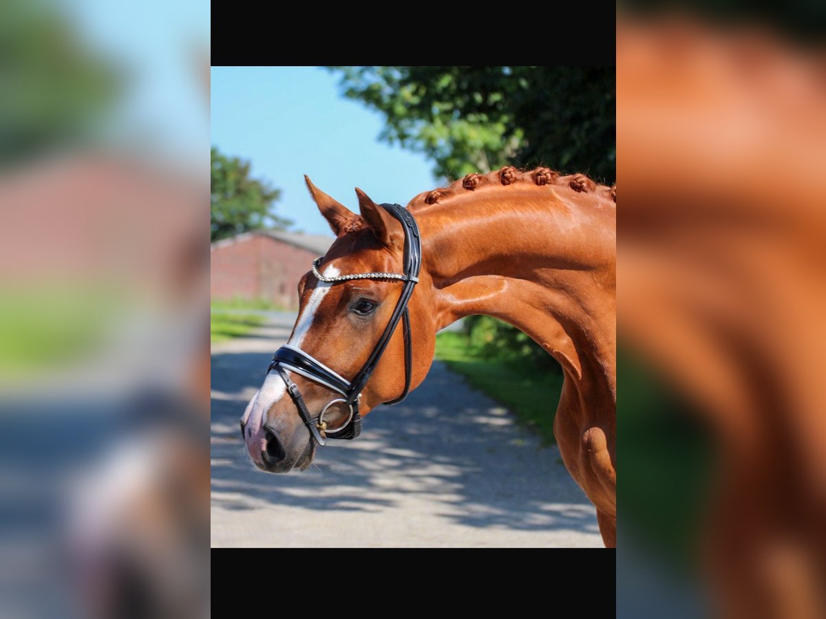 Oldenburg Gelding 4 years 16,2 hh Chestnut-Red in Wangerland Hohenkirchen