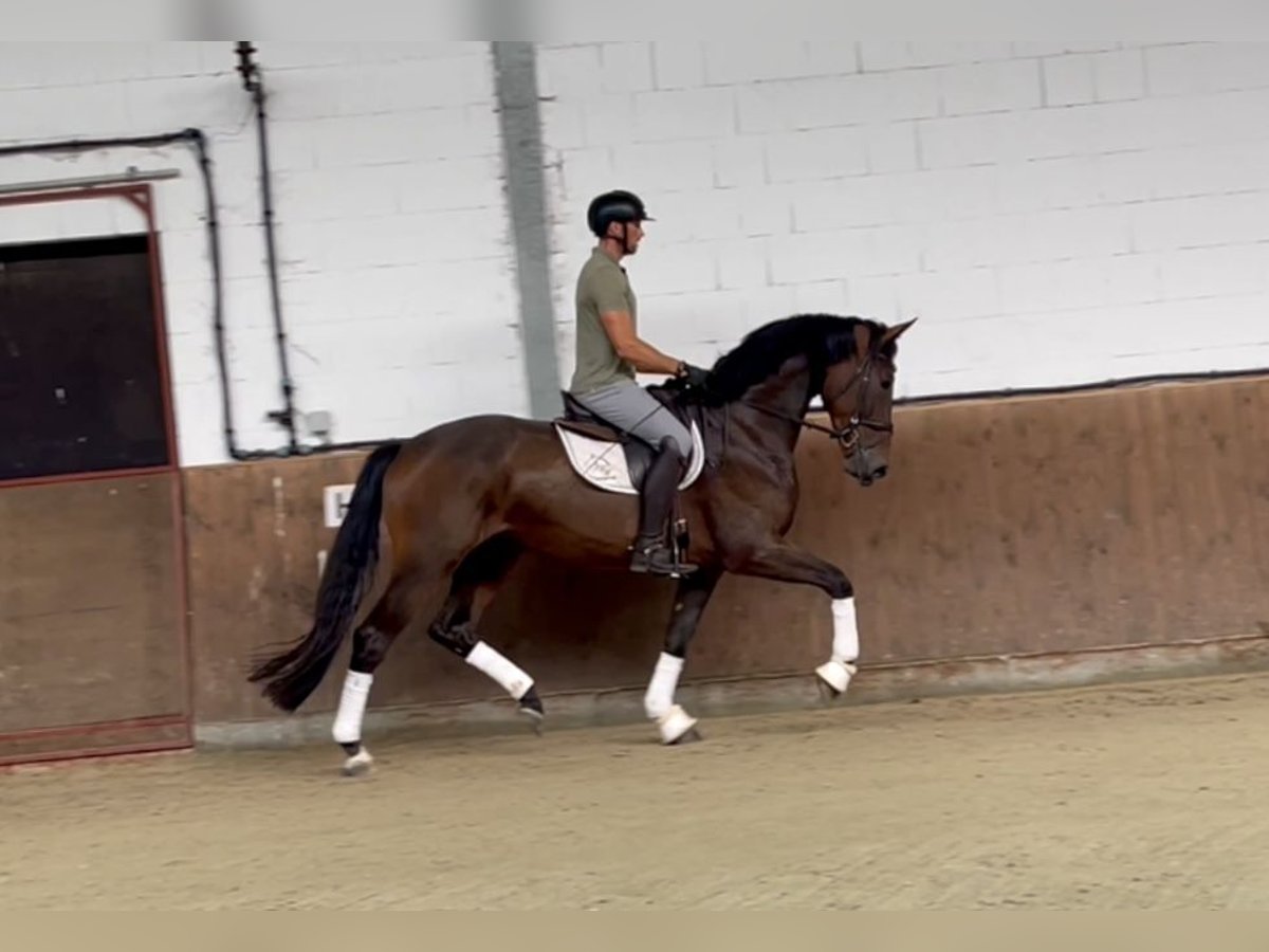 Oldenburg Gelding 4 years 16,3 hh Bay-Dark in Lohne (Oldenburg)