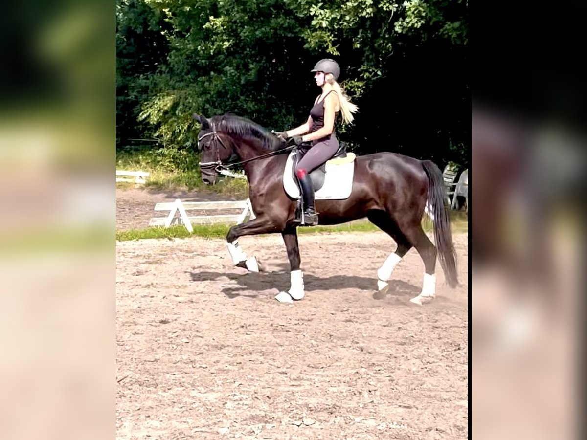 Oldenburg Gelding 4 years 16,3 hh Black in Kirchlinteln